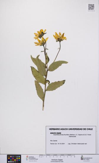Austroflourensia thurifera [Espécimen: UCH:AGUCH:0023402]