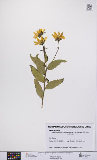 Austroflourensia thurifera [Espécimen: UCH:AGUCH:0023402]