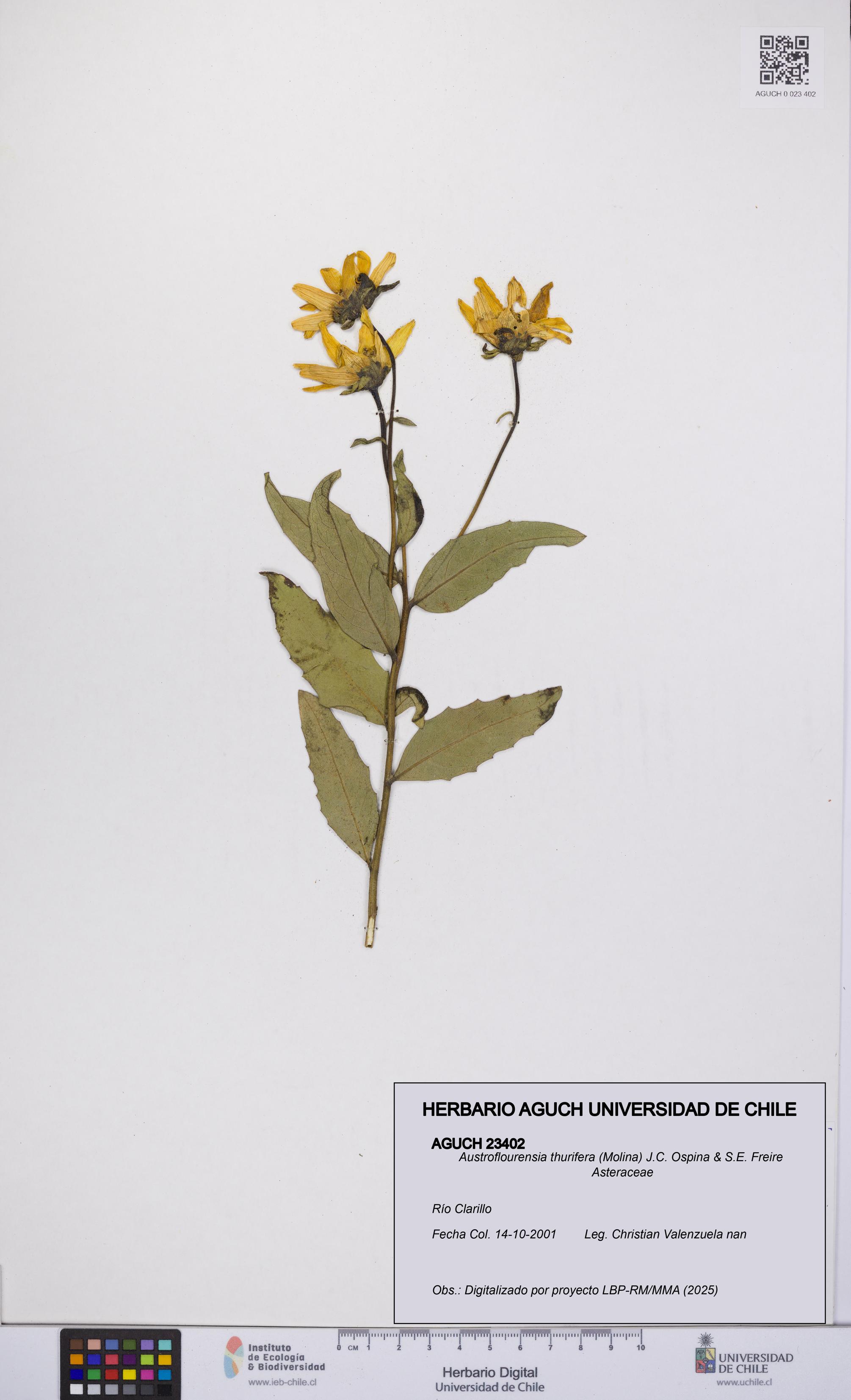Austroflourensia thurifera [Espécimen: UCH:AGUCH:0023402]