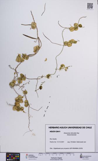 Dioscorea reticulata [Espécimen: UCH:AGUCH:0023411]