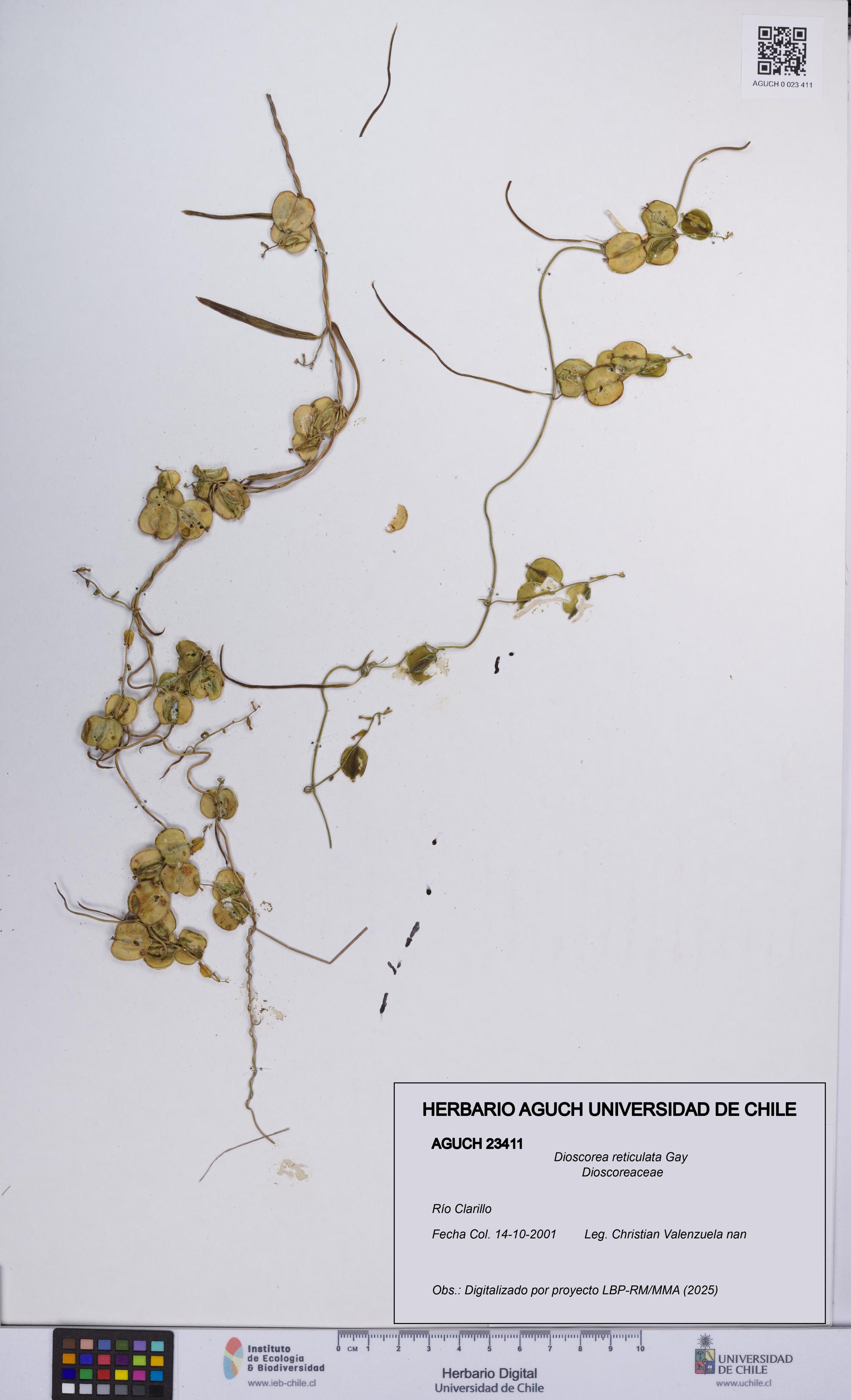 Dioscorea reticulata [Espécimen: UCH:AGUCH:0023411]