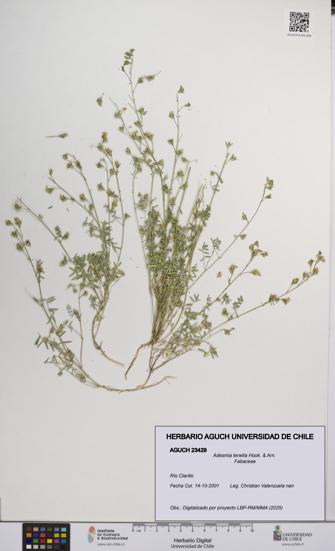 Adesmia tenella [Espécimen: UCH:AGUCH:0023429]
