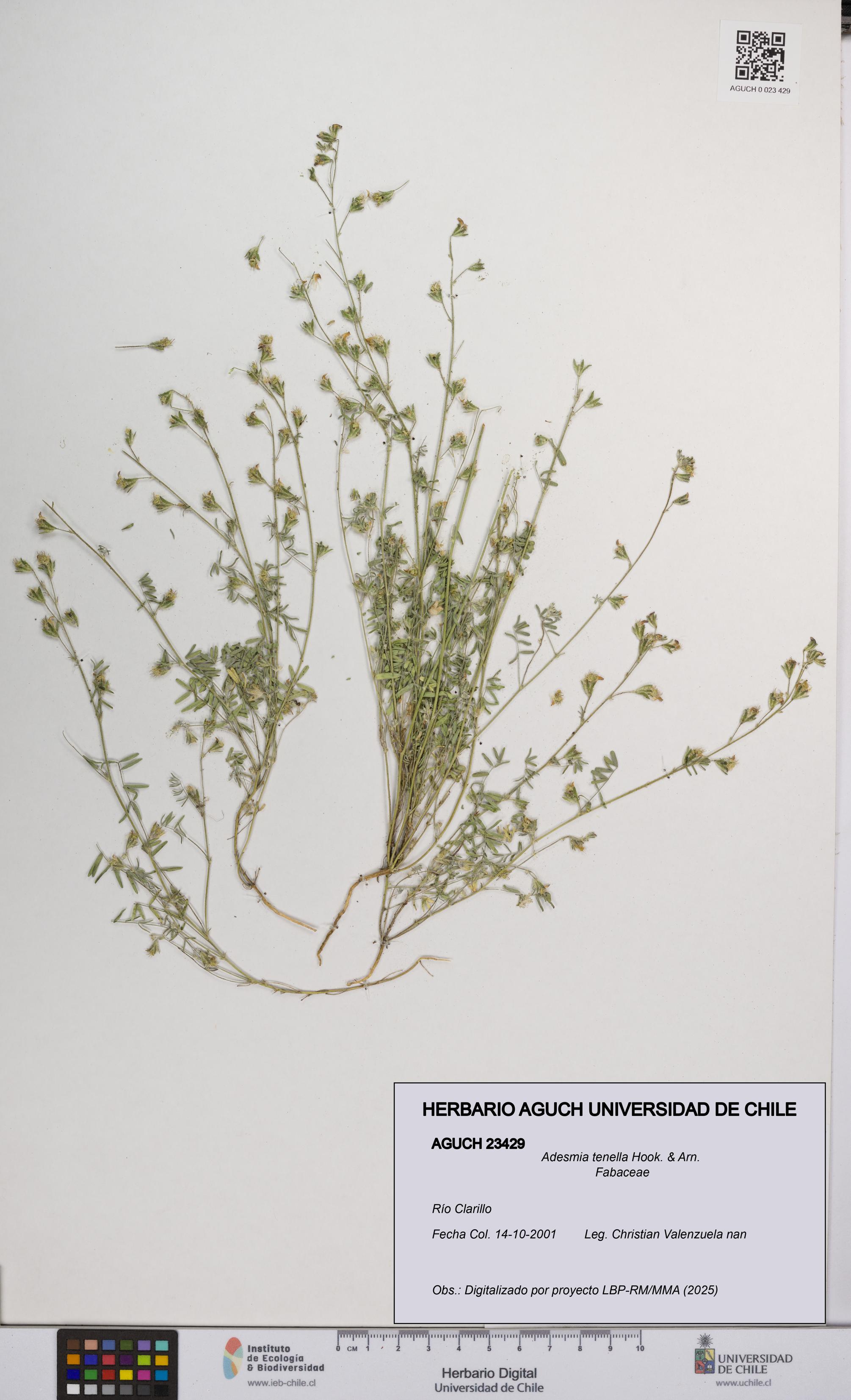 Adesmia tenella [Espécimen: UCH:AGUCH:0023429]