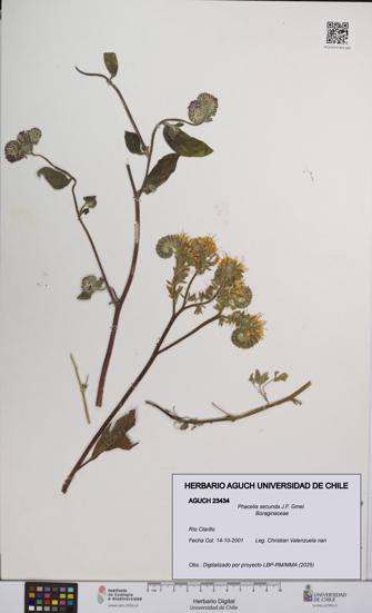 Phacelia secunda [Espécimen: UCH:AGUCH:0023434]