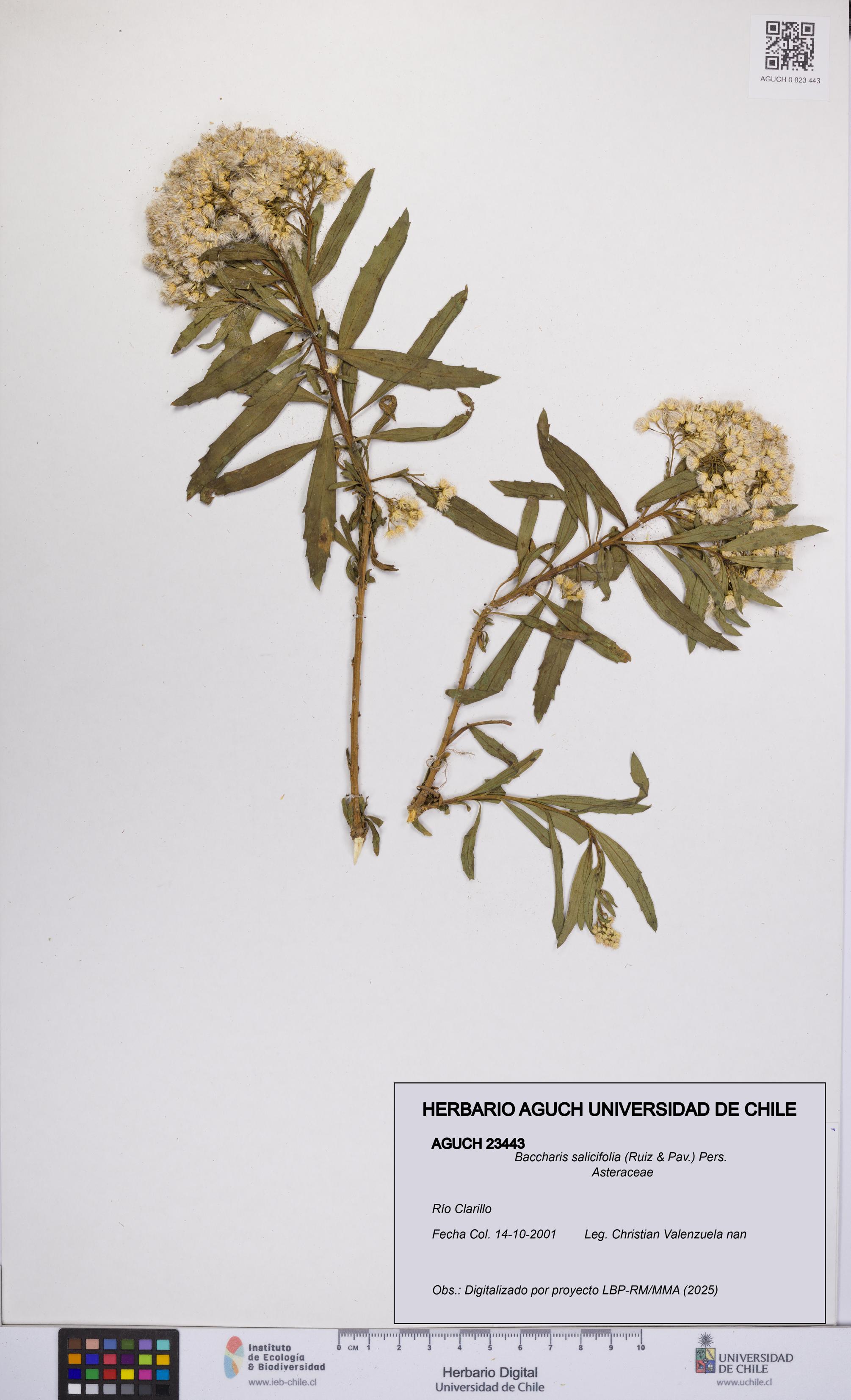 Baccharis salicifolia [Espécimen: UCH:AGUCH:0023443]