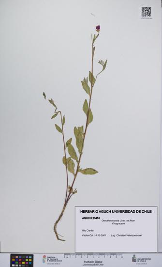 Oenothera rosea [Espécimen: UCH:AGUCH:0023451]
