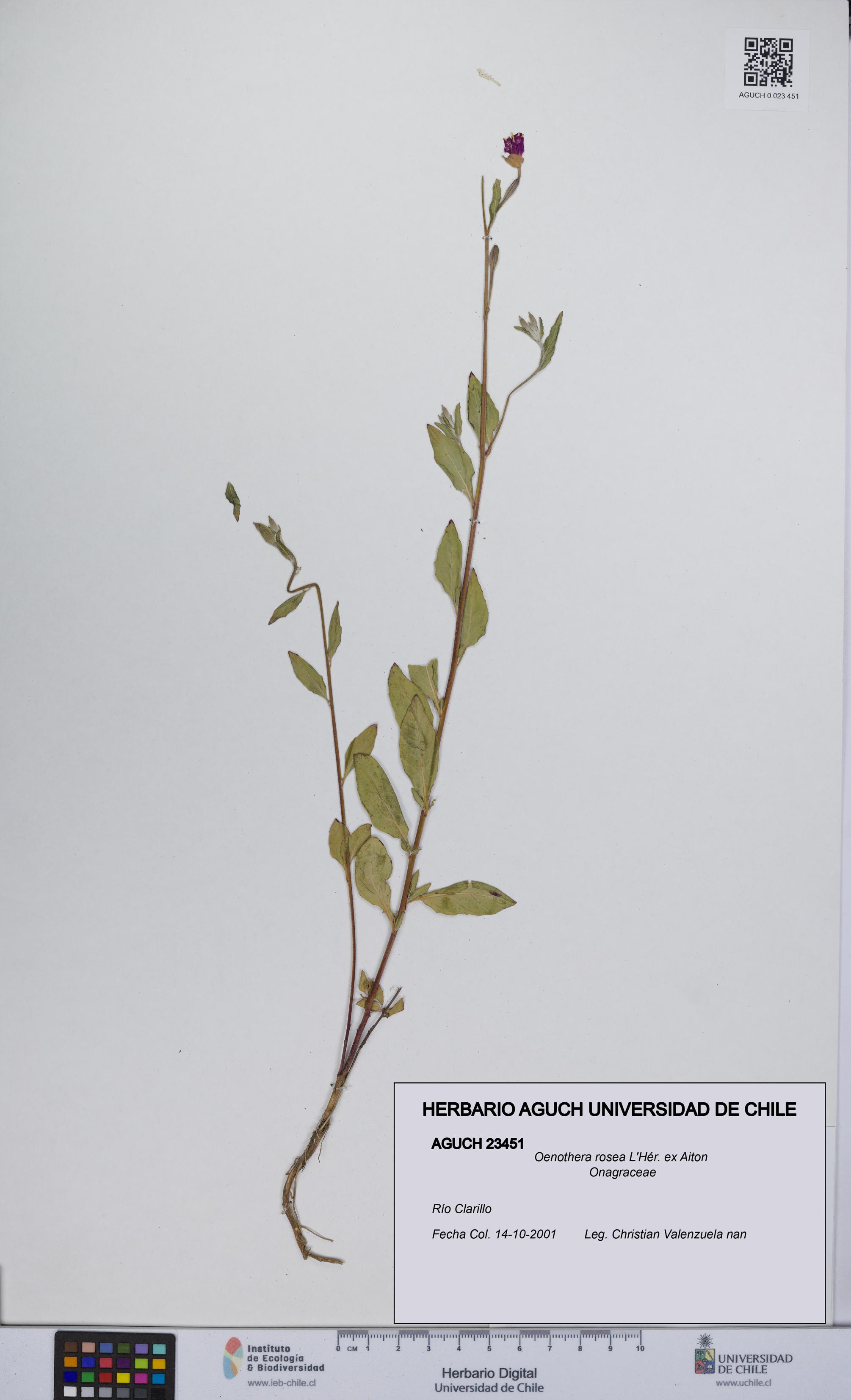 Oenothera rosea [Espécimen: UCH:AGUCH:0023451]
