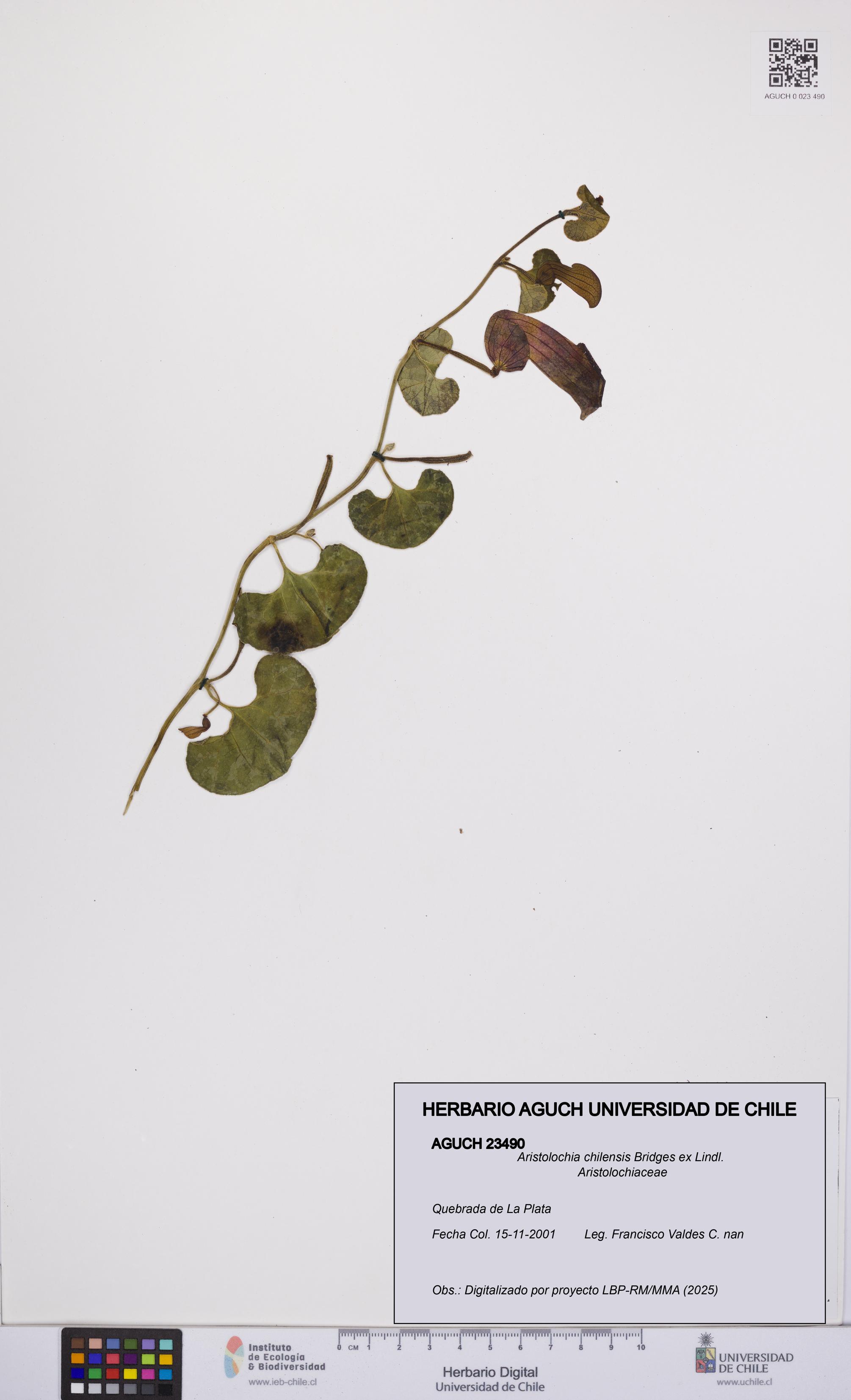 Aristolochia chilensis [Espécimen: UCH:AGUCH:0023490]