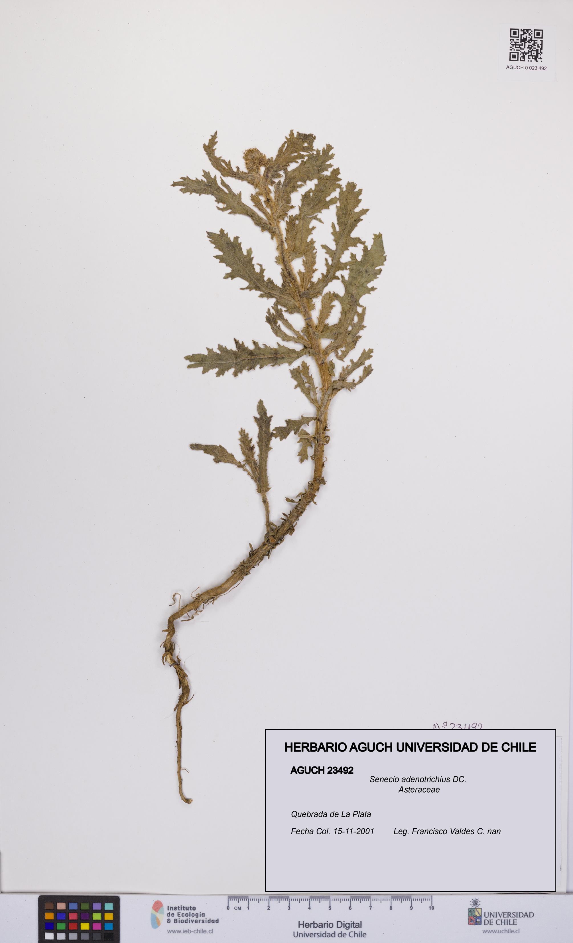 Senecio adenotrichius [Espécimen: UCH:AGUCH:0023492]