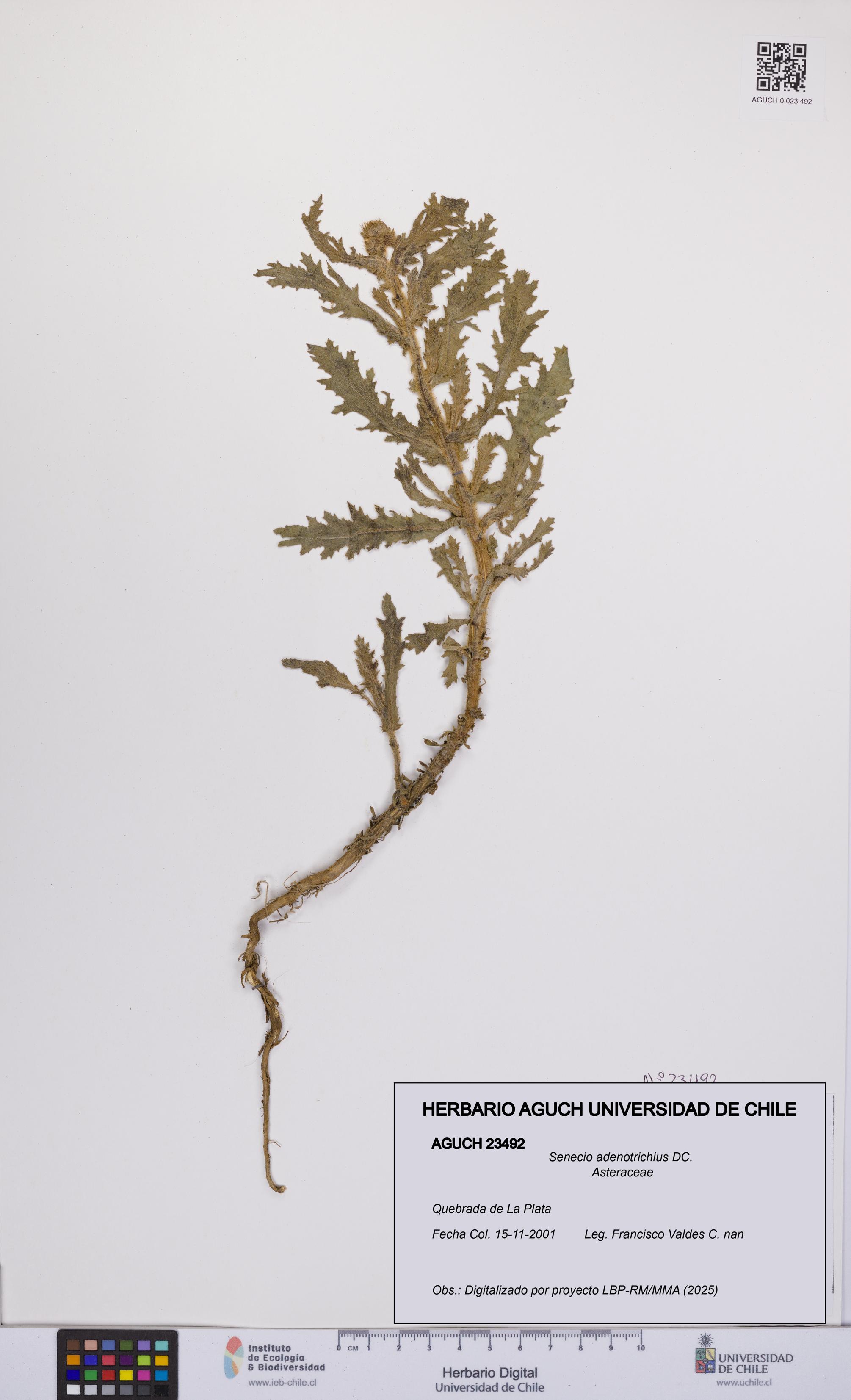 Senecio adenotrichius [Espécimen: UCH:AGUCH:0023492]