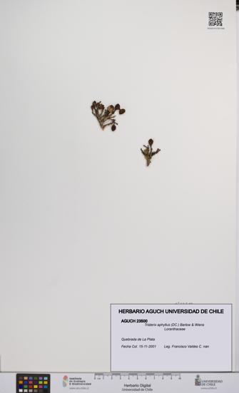 Tristerix aphyllus [Espécimen: UCH:AGUCH:0023500]