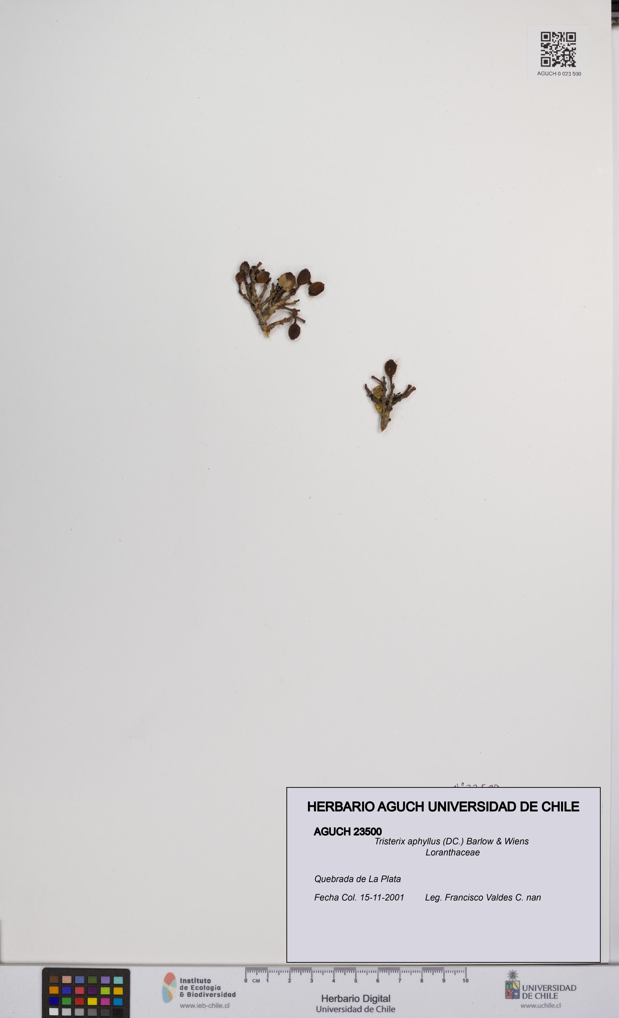 Tristerix aphyllus [Espécimen: UCH:AGUCH:0023500]