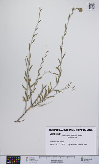 Malesherbia fasciculata [Espécimen: UCH:AGUCH:0023501]