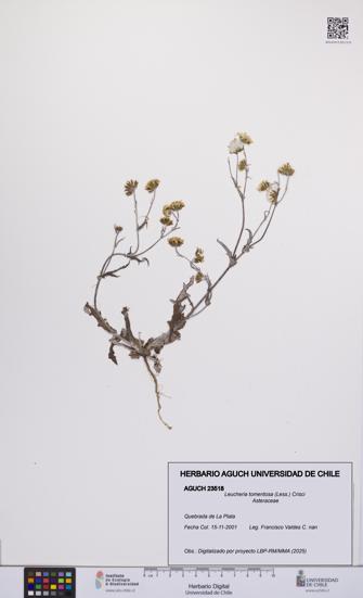 Leucheria tomentosa [Espécimen: UCH:AGUCH:0023518]