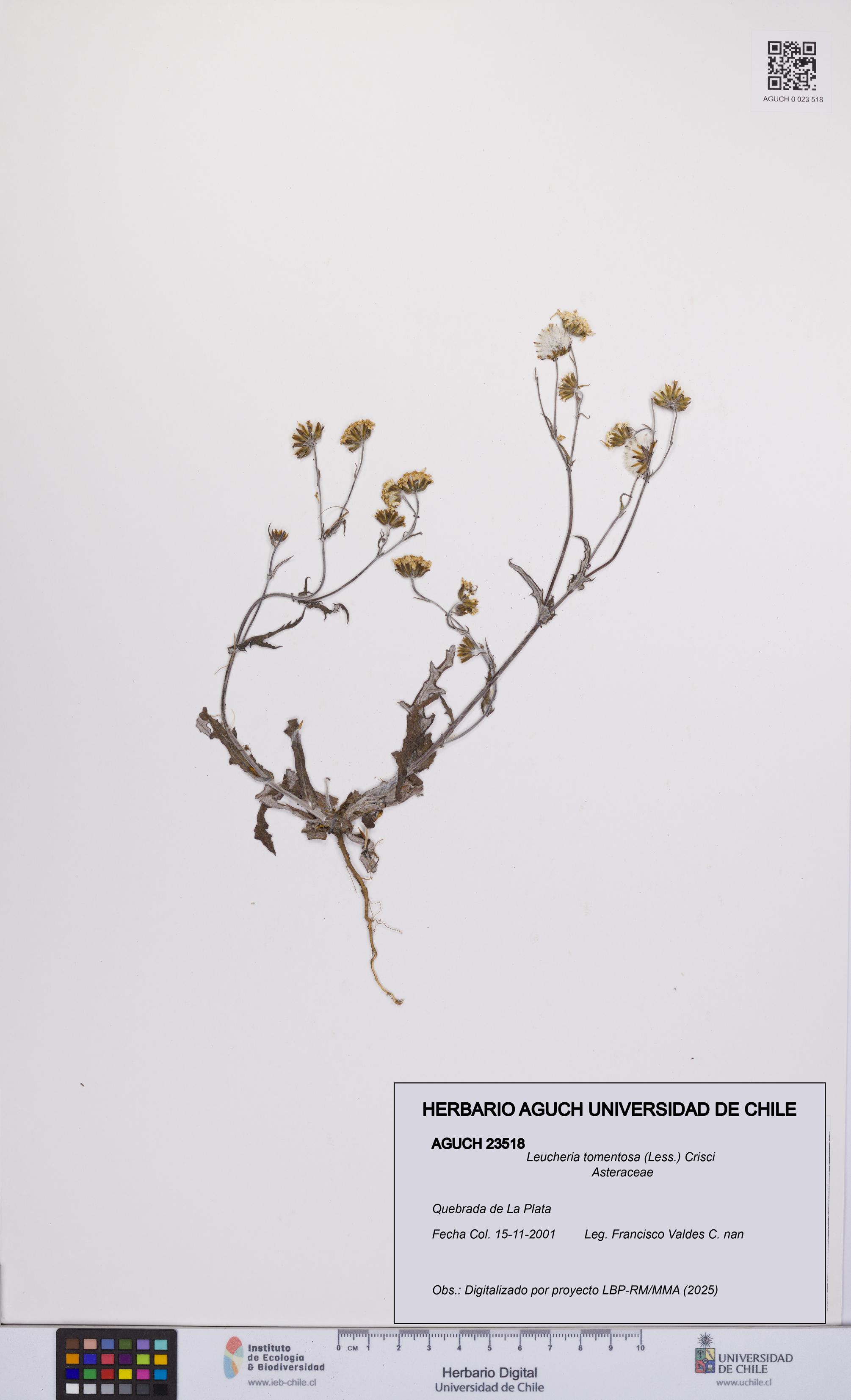 Leucheria tomentosa [Espécimen: UCH:AGUCH:0023518]