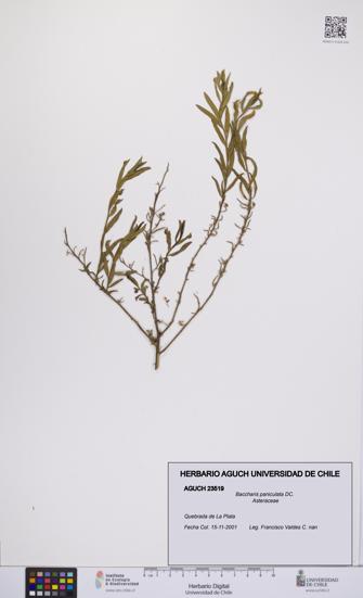 Baccharis paniculata [Espécimen: UCH:AGUCH:0023519]