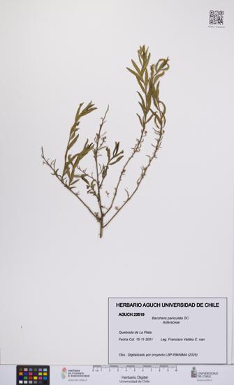 Baccharis paniculata [Espécimen: UCH:AGUCH:0023519]