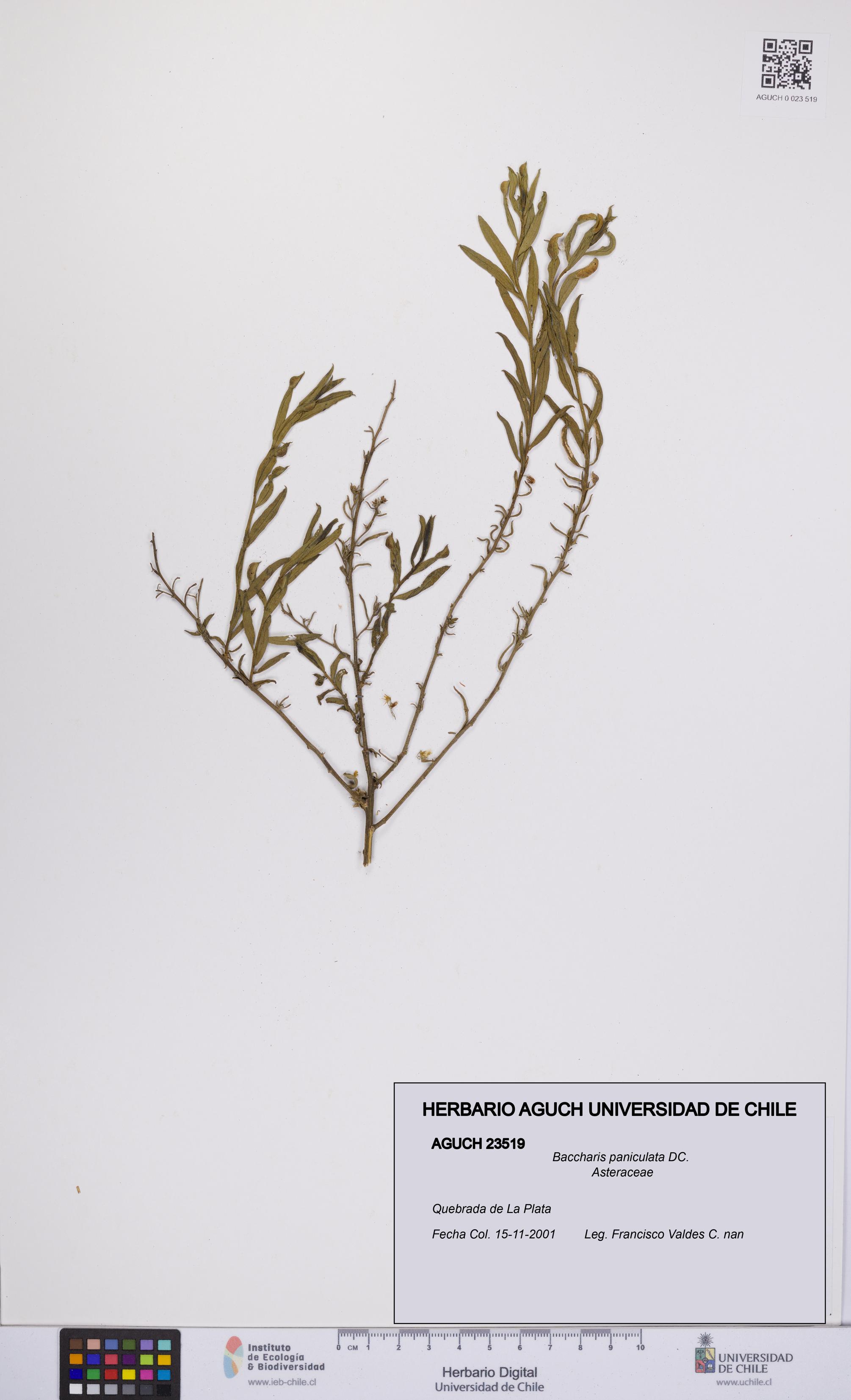 Baccharis paniculata [Espécimen: UCH:AGUCH:0023519]