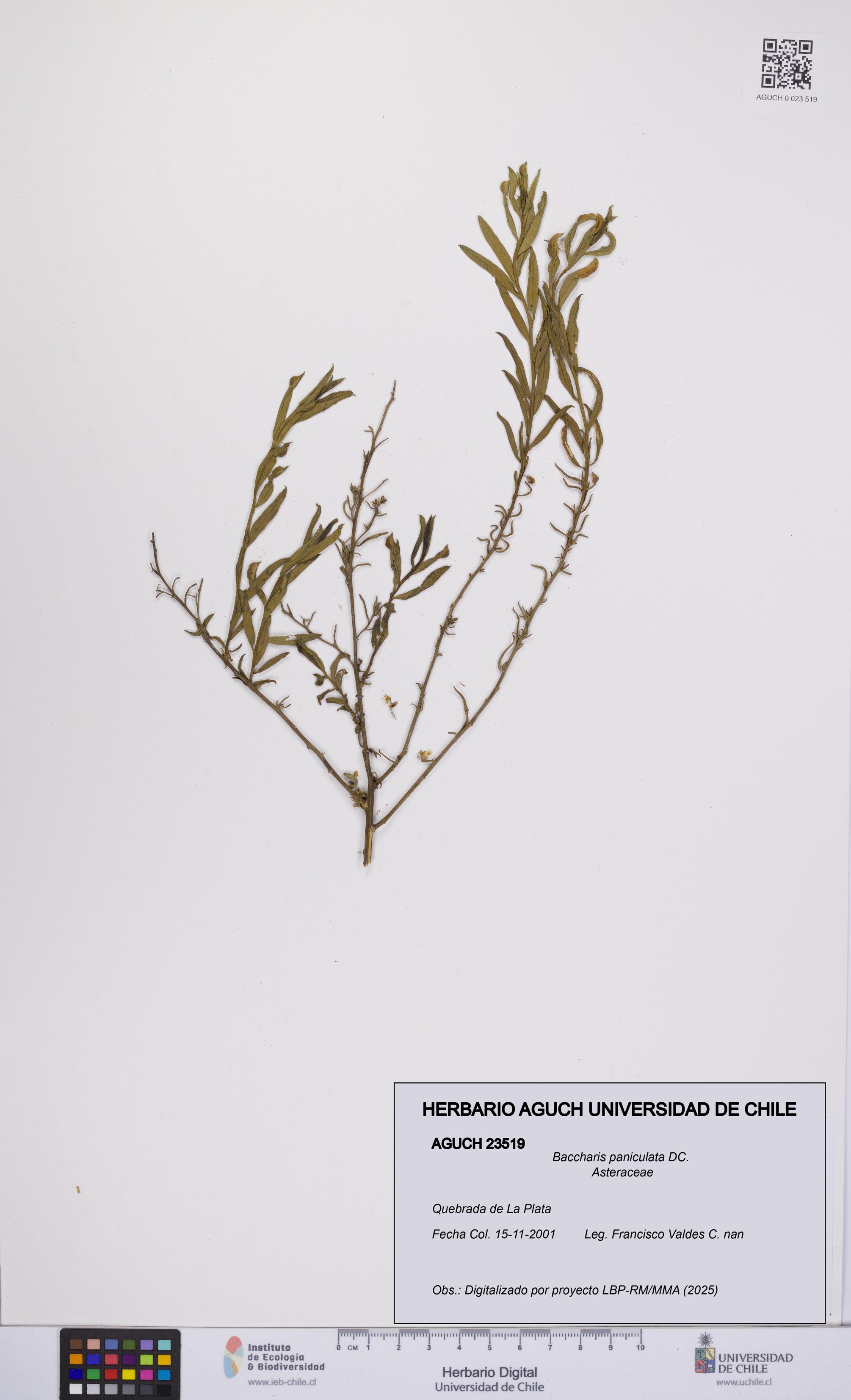 Baccharis paniculata [Espécimen: UCH:AGUCH:0023519]
