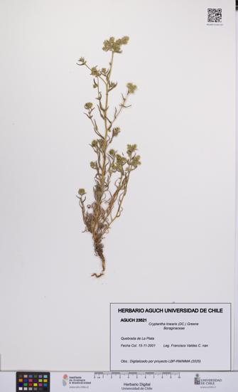 Cryptantha linearis [Espécimen: UCH:AGUCH:0023521]