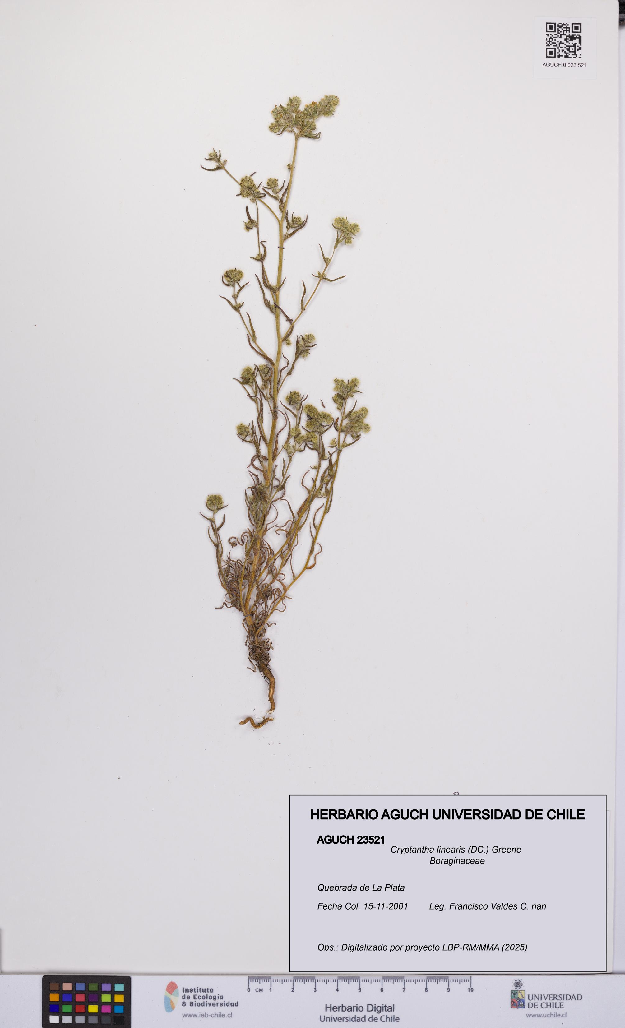 Cryptantha linearis [Espécimen: UCH:AGUCH:0023521]