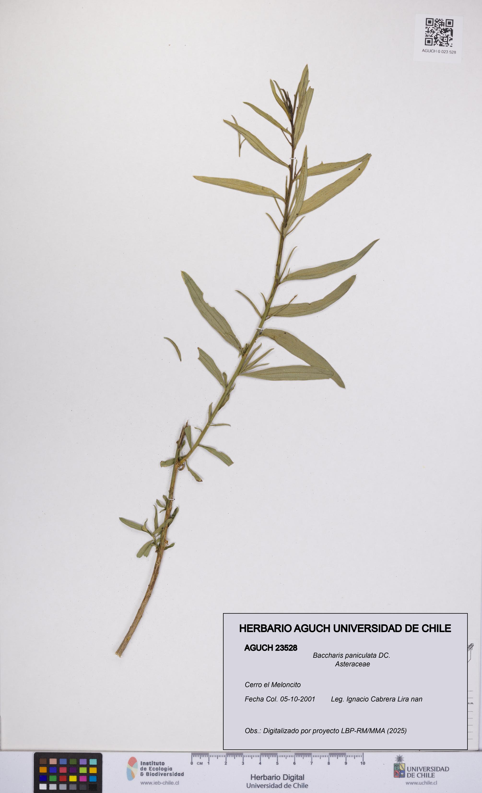 Baccharis paniculata [Espécimen: UCH:AGUCH:0023528]