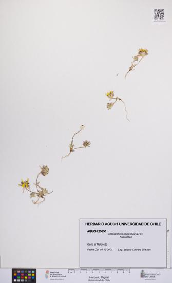 Chaetanthera ciliata [Espécimen: UCH:AGUCH:0023530]