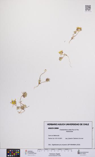 Chaetanthera ciliata [Espécimen: UCH:AGUCH:0023530]