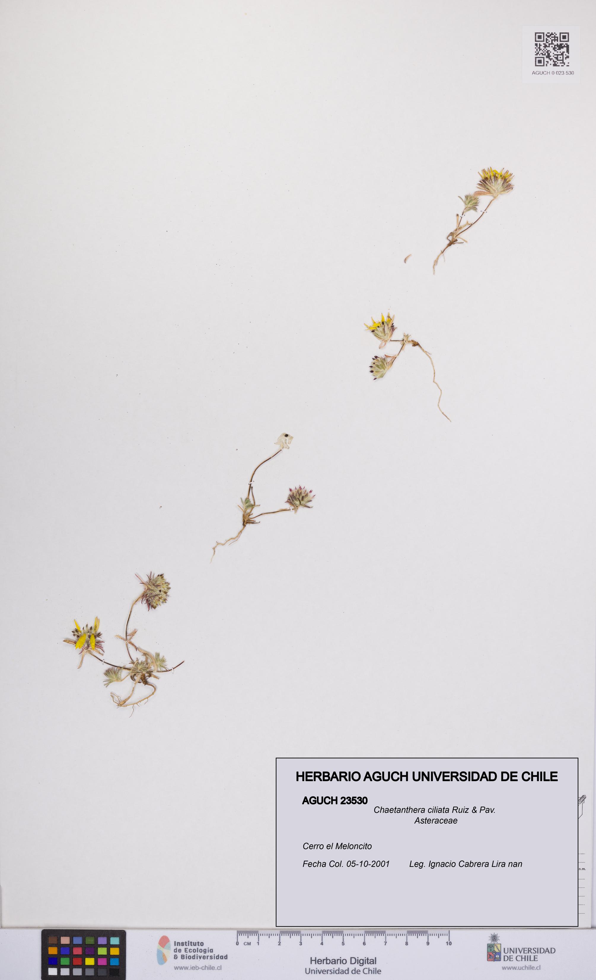 Chaetanthera ciliata [Espécimen: UCH:AGUCH:0023530]