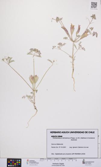 Homalocarpus dichotomus [Espécimen: UCH:AGUCH:0023545]