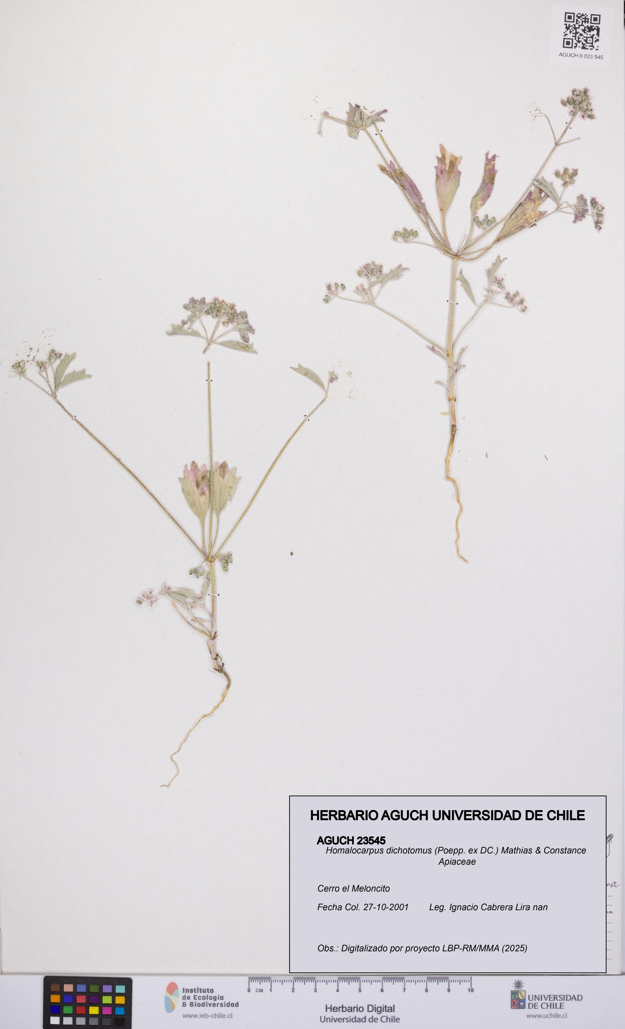 Homalocarpus dichotomus [Espécimen: UCH:AGUCH:0023545]