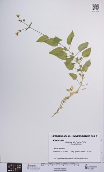 Stellaria arvalis [Espécimen: UCH:AGUCH:0023550]