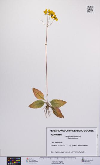 Calceolaria pratensis [Espécimen: UCH:AGUCH:0023555]