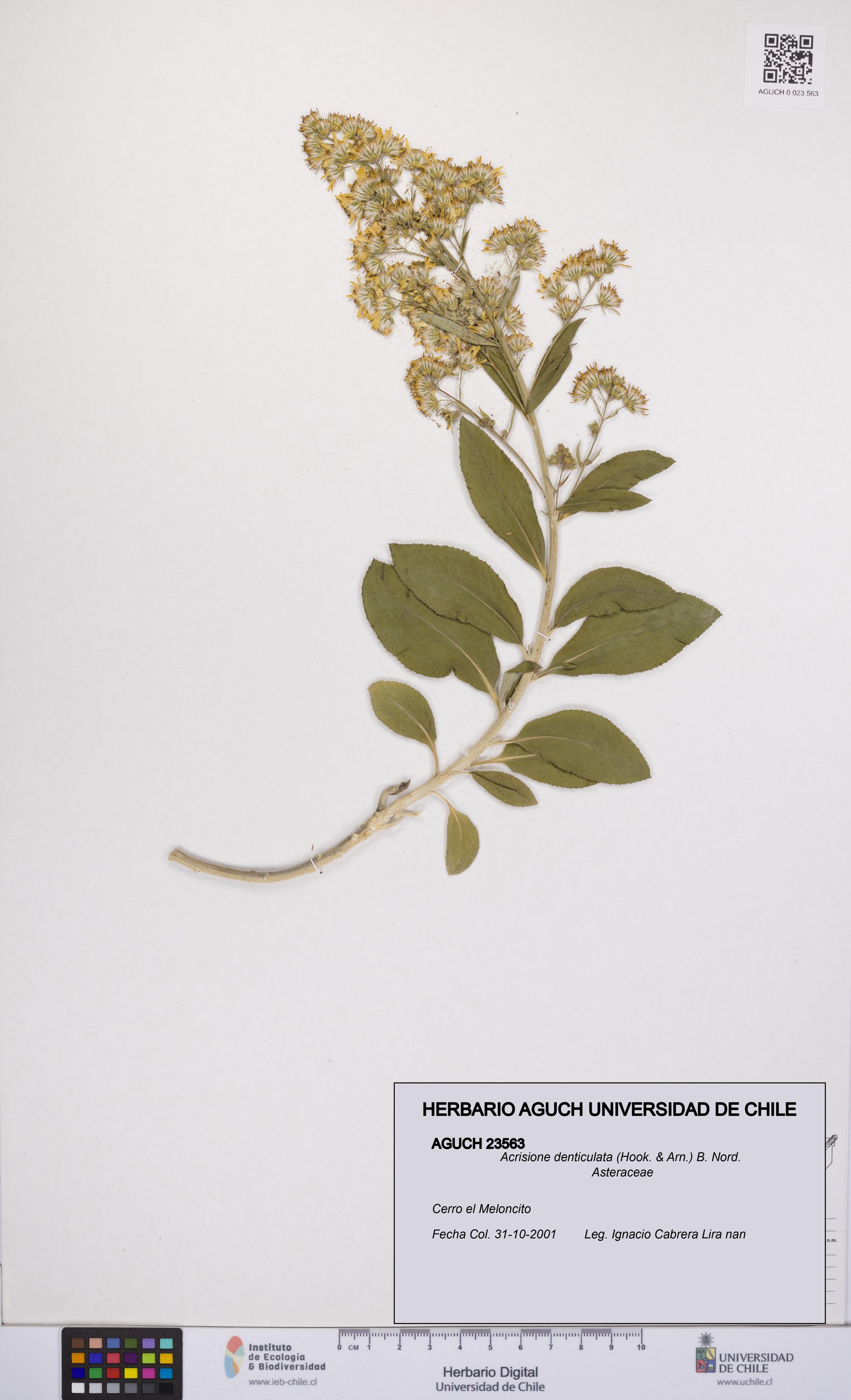 Acrisione denticulata [Espécimen: UCH:AGUCH:0023563]
