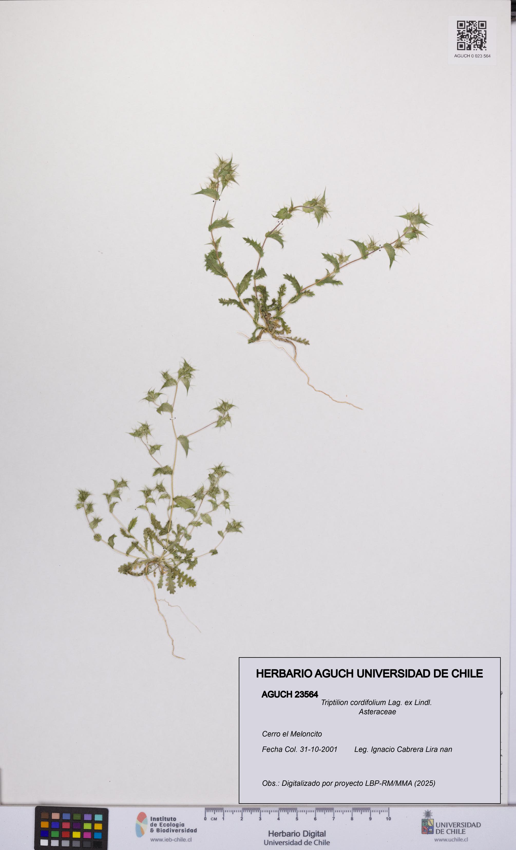 Triptilion cordifolium [Espécimen: UCH:AGUCH:0023564]
