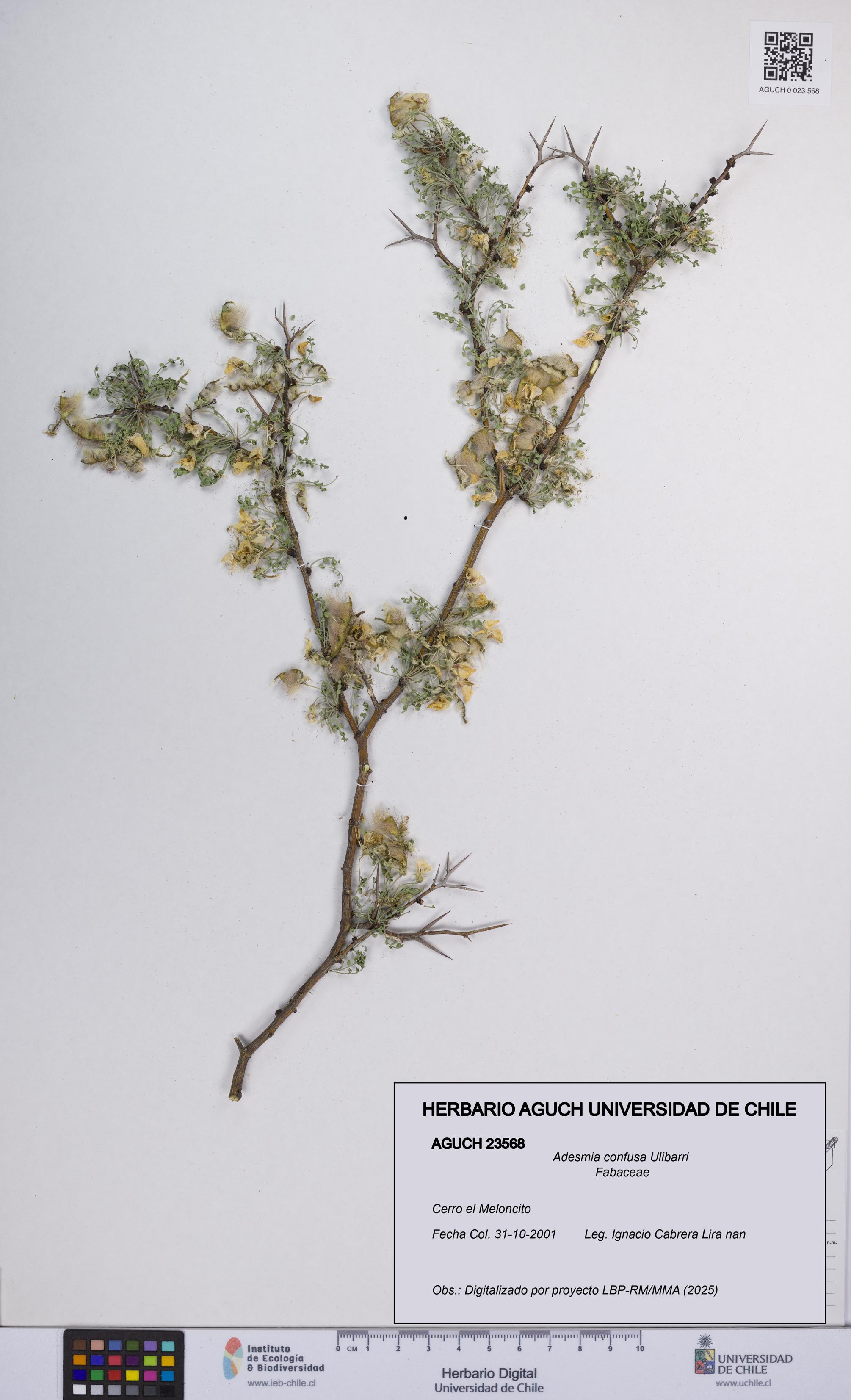 Adesmia confusa [Espécimen: UCH:AGUCH:0023568]