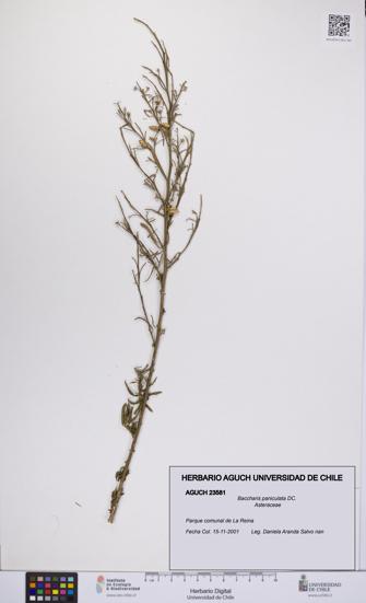 Baccharis paniculata [Espécimen: UCH:AGUCH:0023581]