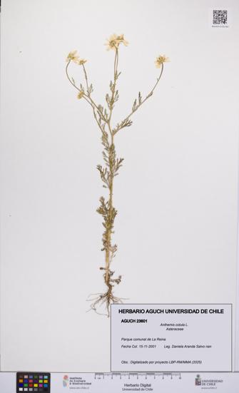 Anthemis cotula [Espécimen: UCH:AGUCH:0023601]