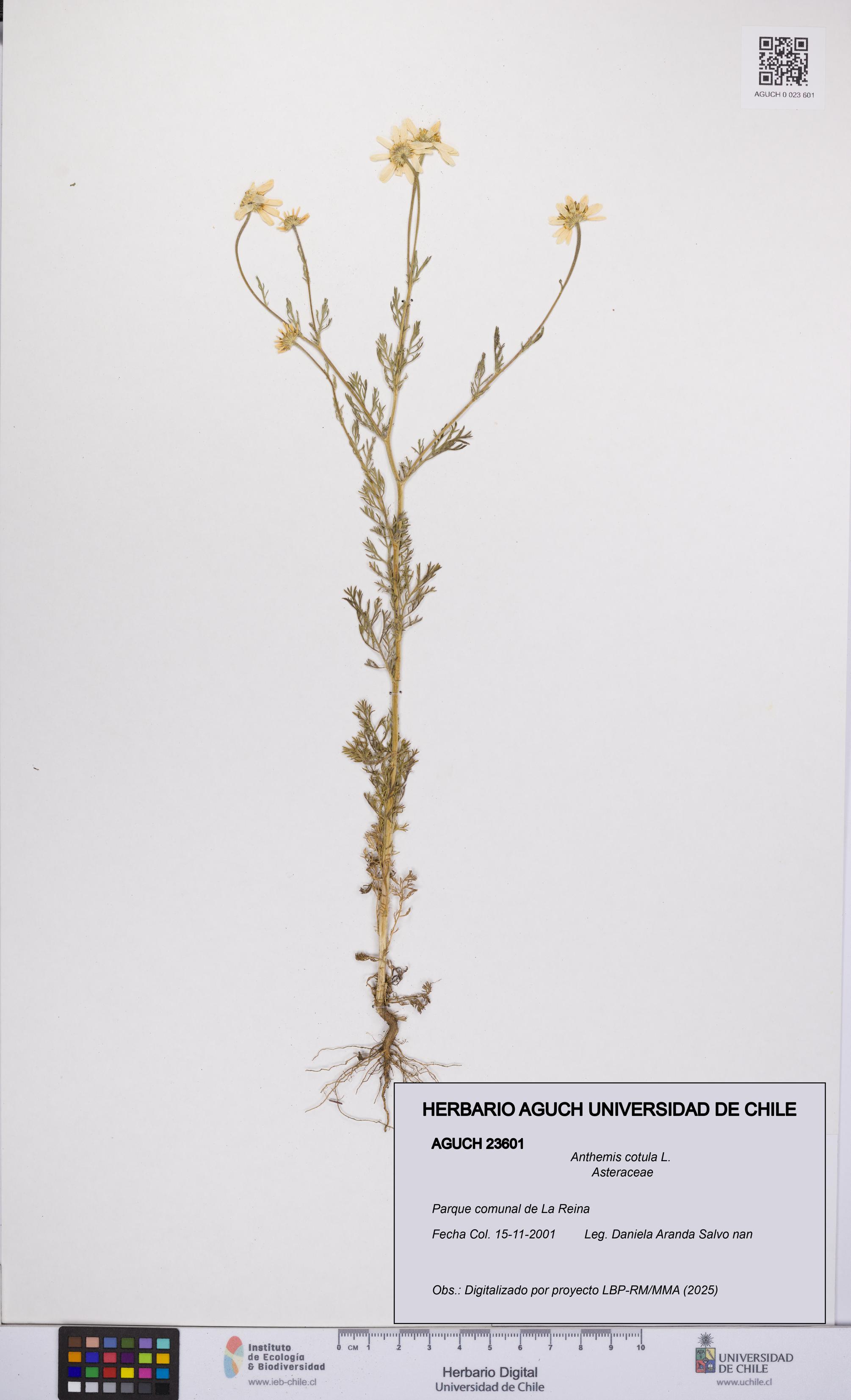 Anthemis cotula [Espécimen: UCH:AGUCH:0023601]