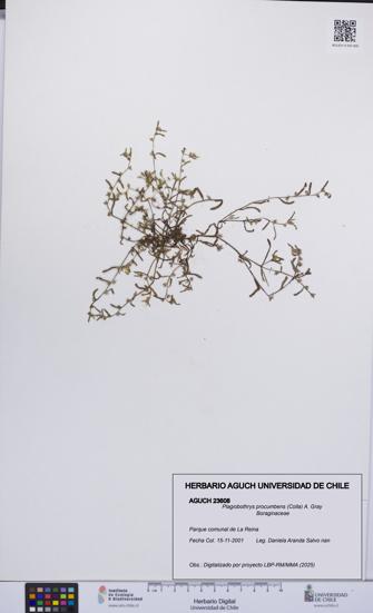 Plagiobothrys procumbens [Espécimen: UCH:AGUCH:0023608]
