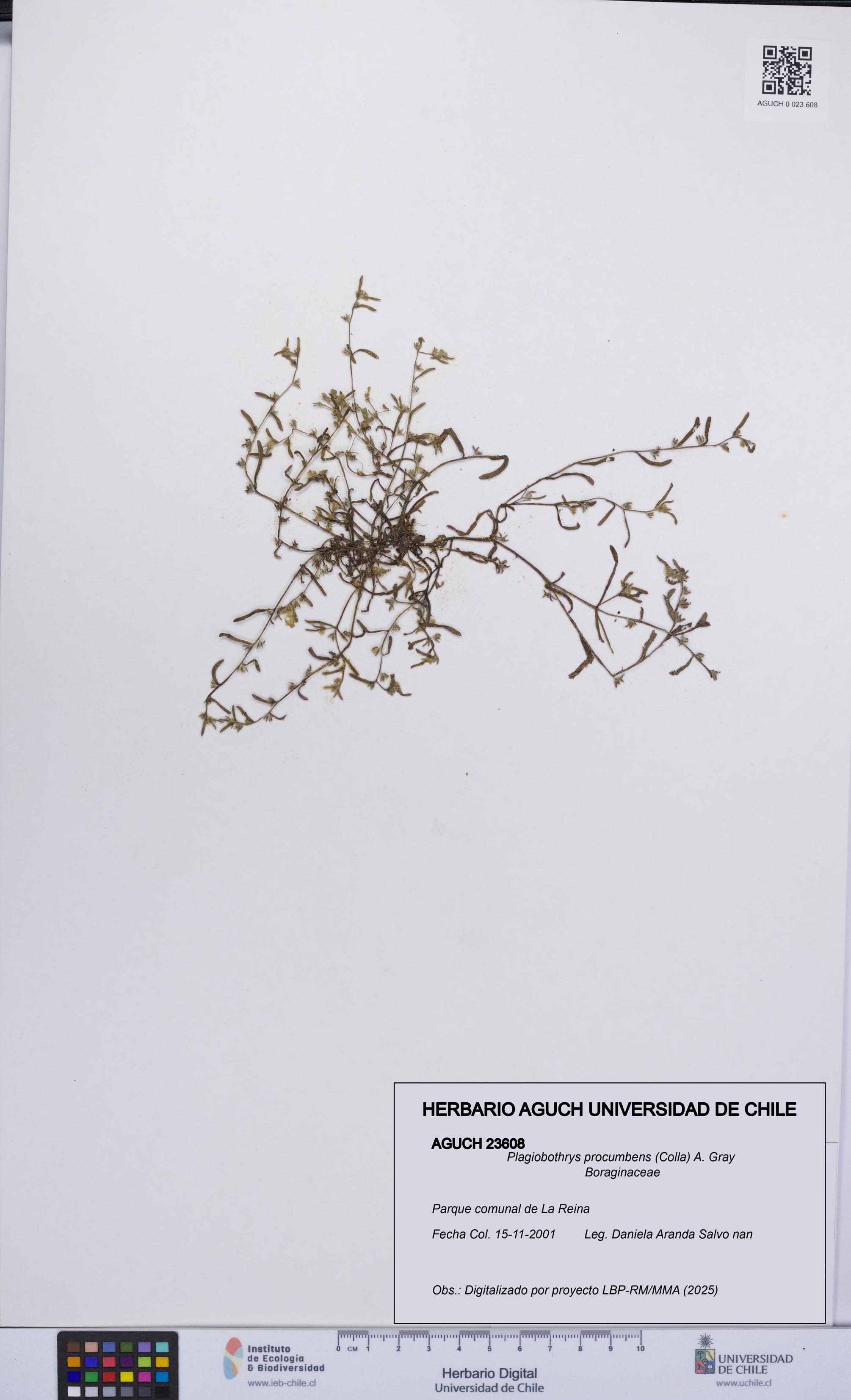 Plagiobothrys procumbens [Espécimen: UCH:AGUCH:0023608]