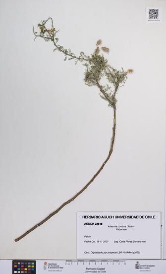 Adesmia confusa [Espécimen: UCH:AGUCH:0023616]