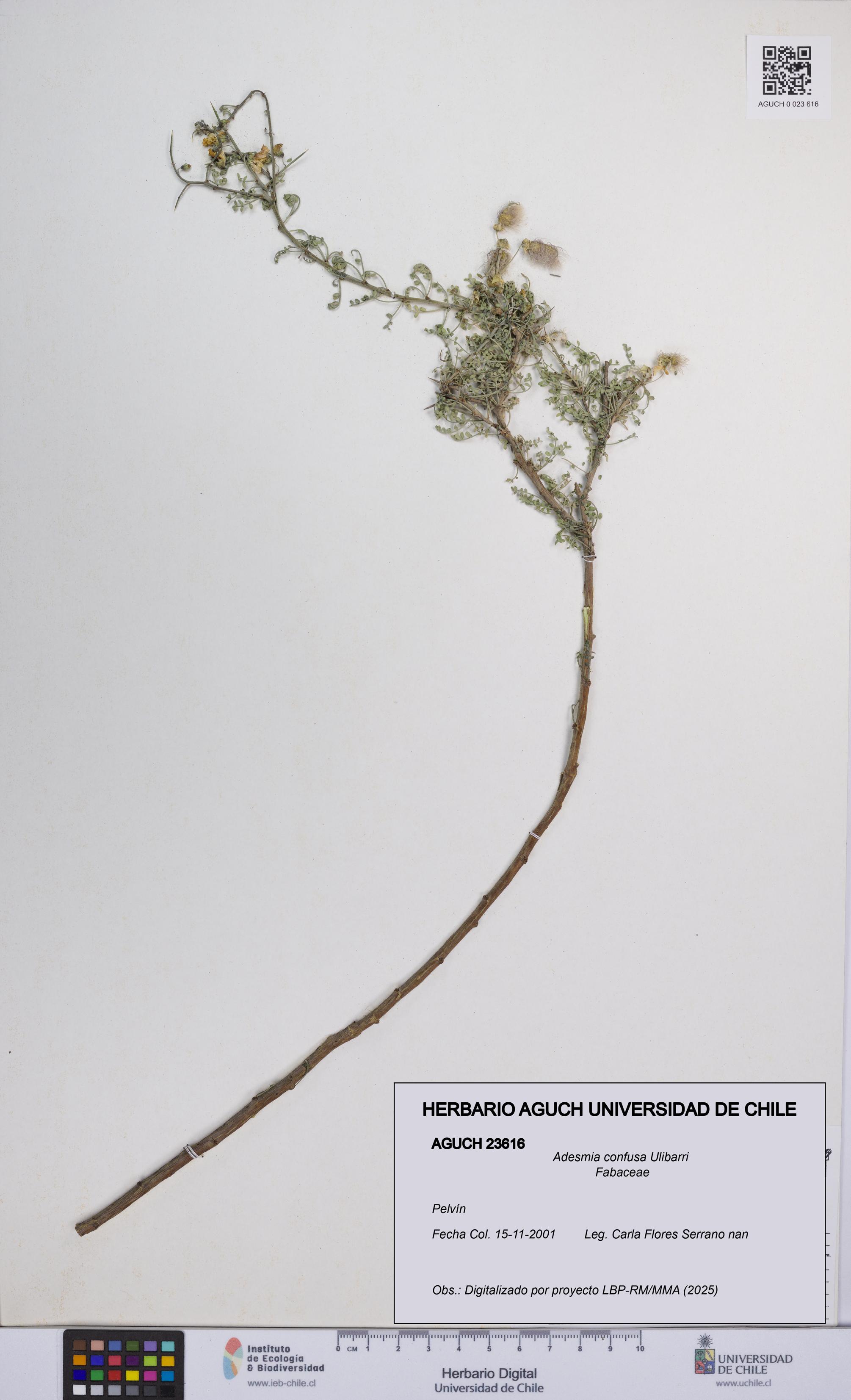 Adesmia confusa [Espécimen: UCH:AGUCH:0023616]