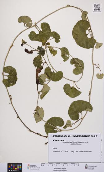 Aristolochia chilensis [Espécimen: UCH:AGUCH:0023618]