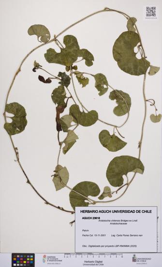 Aristolochia chilensis [Espécimen: UCH:AGUCH:0023618]