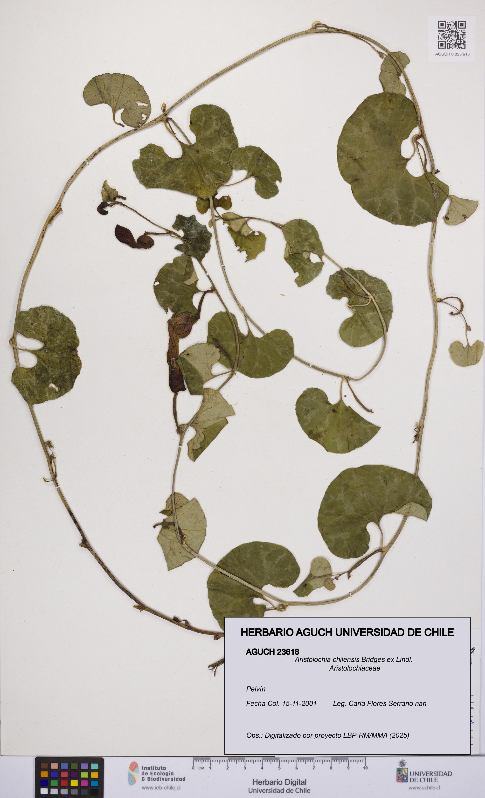 Aristolochia chilensis [Espécimen: UCH:AGUCH:0023618]