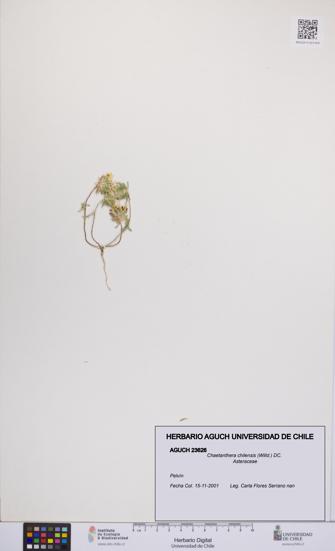 Chaetanthera chilensis [Espécimen: UCH:AGUCH:0023626]