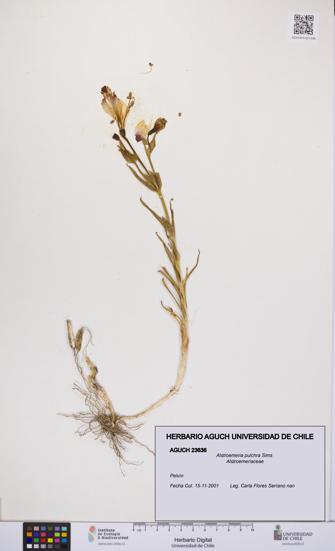 Alstroemeria pulchra [Espécimen: UCH:AGUCH:0023636]