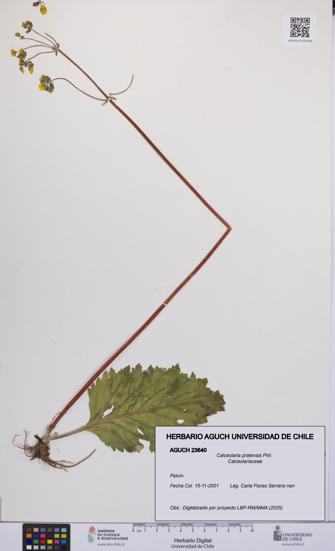 Calceolaria pratensis [Espécimen: UCH:AGUCH:0023640]