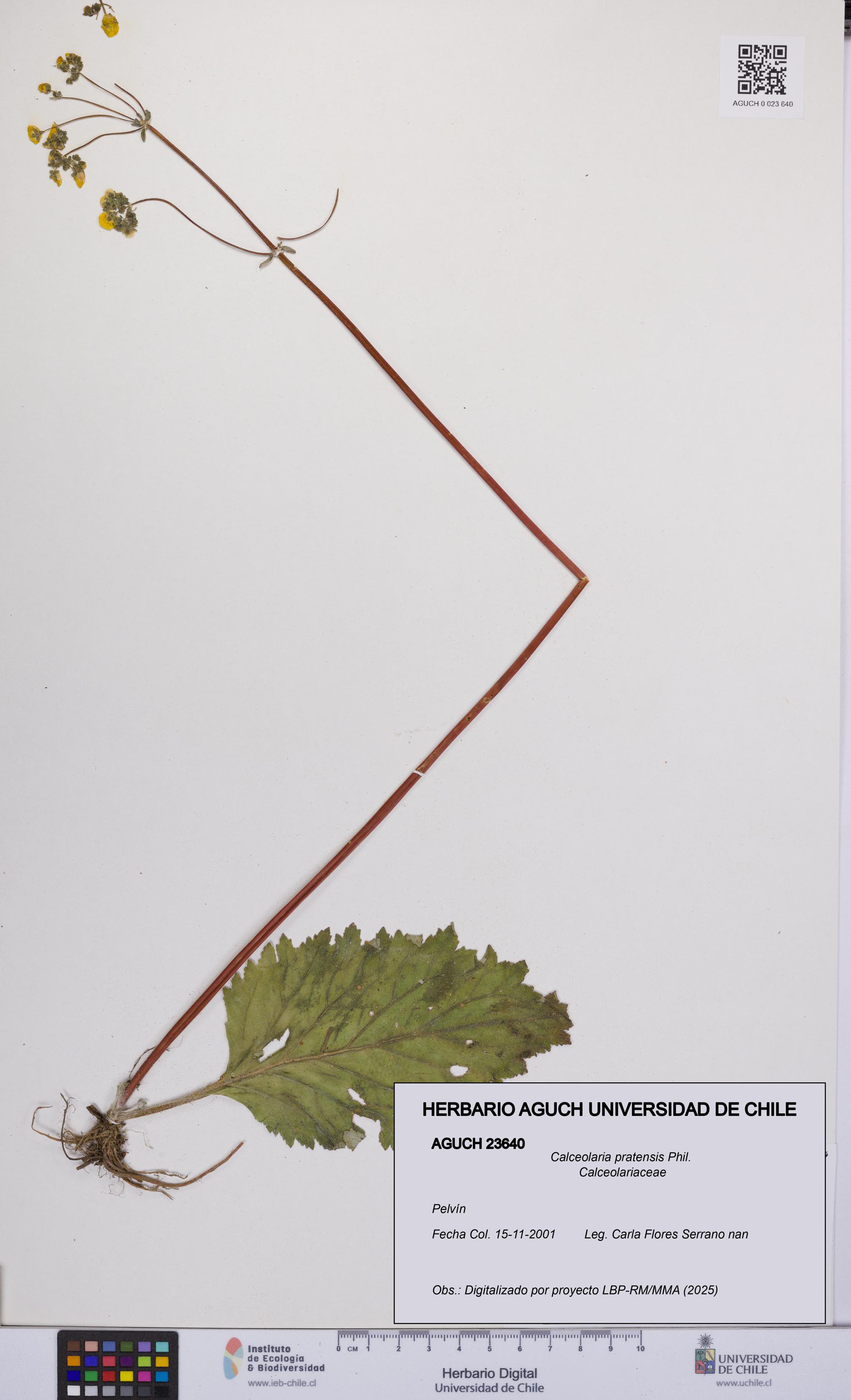 Calceolaria pratensis [Espécimen: UCH:AGUCH:0023640]